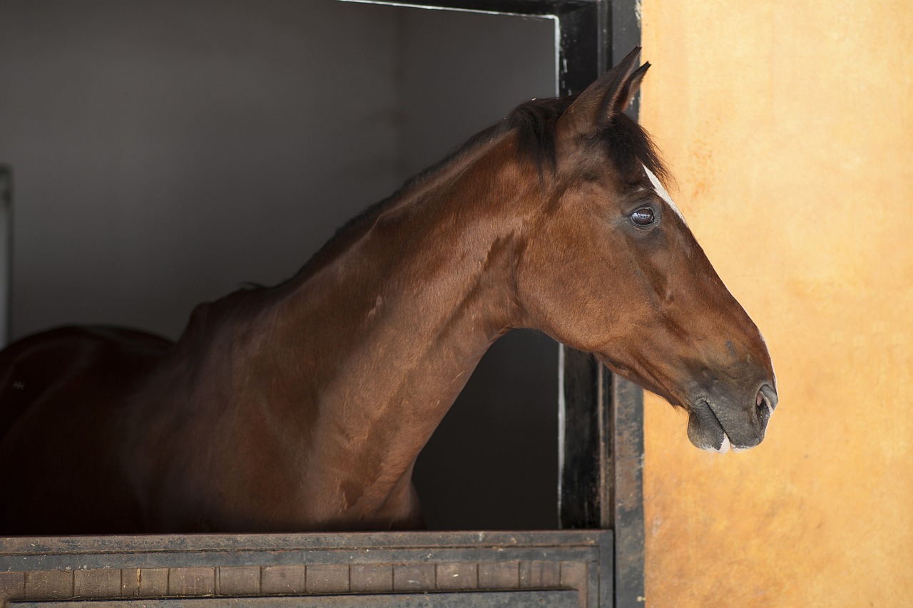 Origins of The Racehorse - The Three Founding Bloodlines 2 horse 2359621 1280