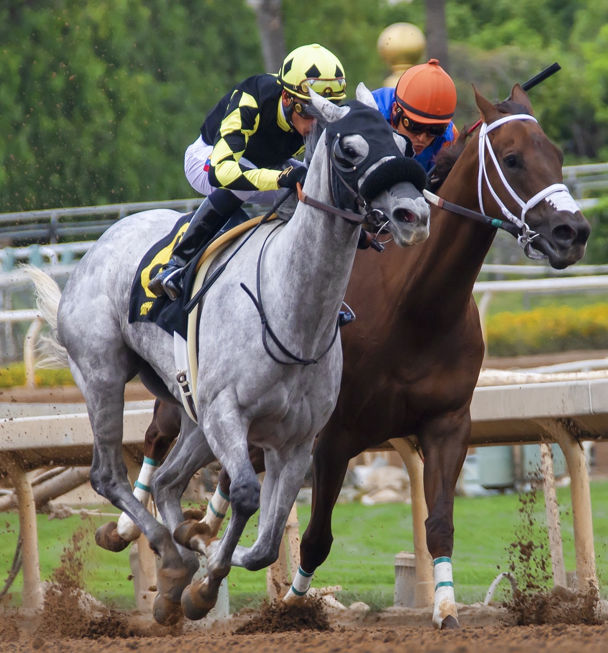 Origins of The Racehorse - The Three Founding Bloodlines 3 horses 3817727 1280